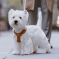 Load image into Gallery viewer, #OOTD Leash & Harness Set - Faux Leather
