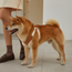 #OOTD Leash & Harness Set - Faux Leather