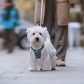 Load image into Gallery viewer, #OOTD Leash & Harness Set - Faux Leather
