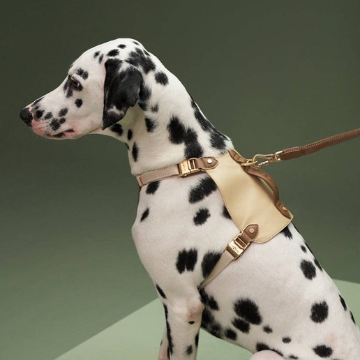 Saddle Pet Leash & Harness Set